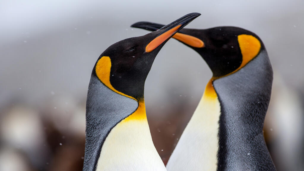 Des comportements homosexuels ont été observés chez de nombreuses espèces animales, dont les manchots.