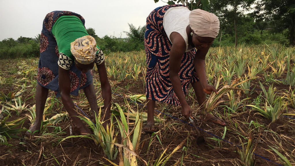 Comment valoriser le maraichage au coeur des villes ?