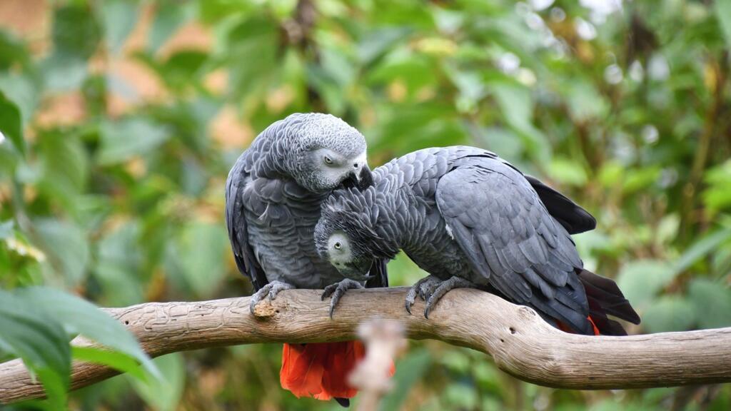 Le perroquet gris est l’oiseau le plus bavard au monde.