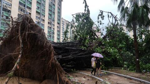 Un arbre déraciné dans le parc de Ho Man Tin, à l'approche du super typhon Ragasa à Hong Kong, le mercredi 24 septembre 2025.
