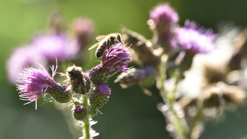Certaines plantes voyagent grâce aux animaux — comme la bardane, dont les graines s’accrochent à la laine des moutons, et qui a permis l’invention du velcro.
