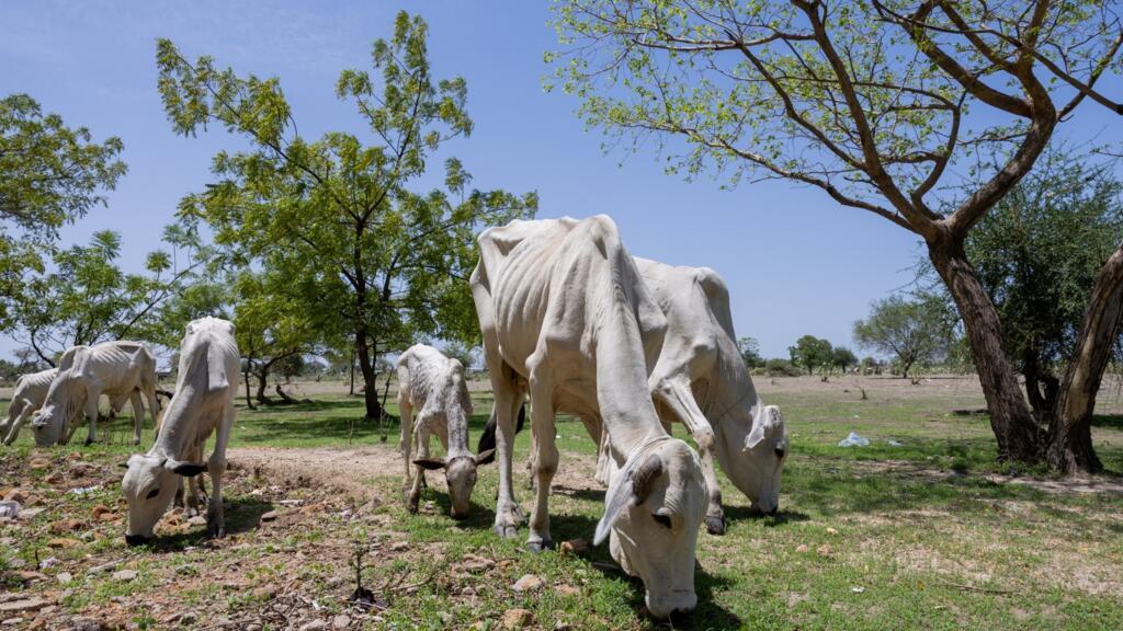 Tchad: le projet de code pastoral «menace la coexistence pacifique», accuse l'opposition