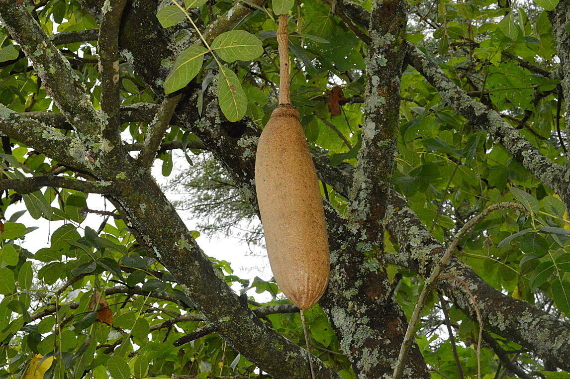 The large hanging fruit of the sausage tree, which is known as ipfungwani in Zimbabwe’s Ndebele language.