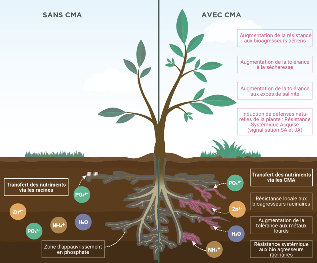 Les apports des biostimulants mycorhiziens arbusculaires