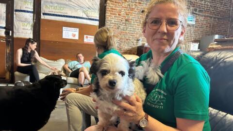 Le refuge Les Petits Vieux à Chièvres, en Belgique, accueille 50 animaux.