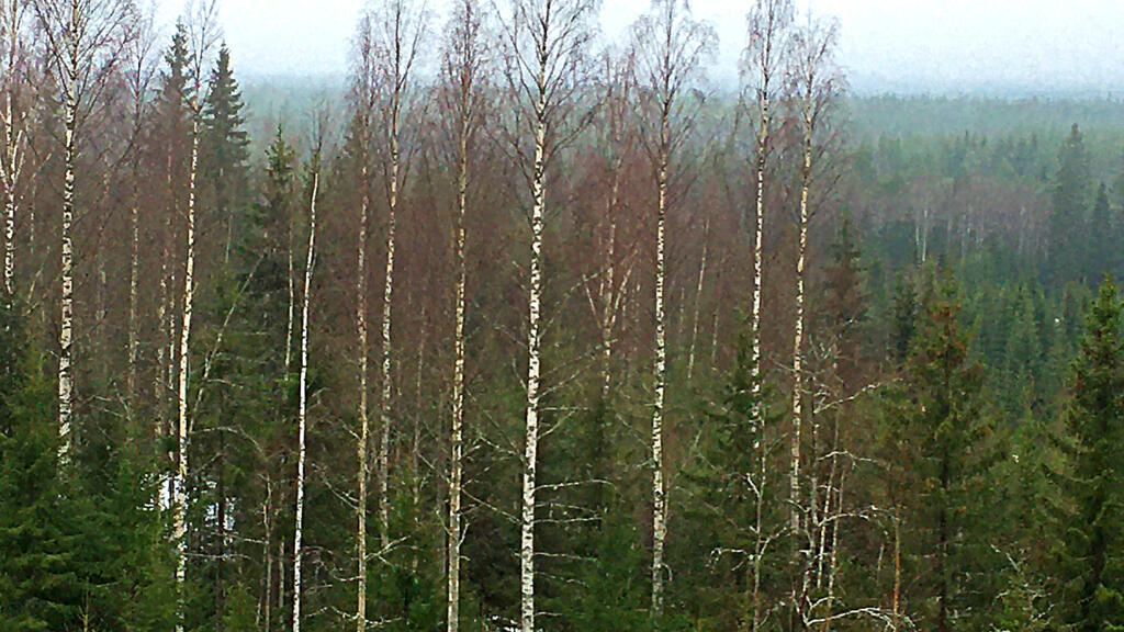 Forêt de pins, d’épicéas, de bouleaux du centre de la Finlande.