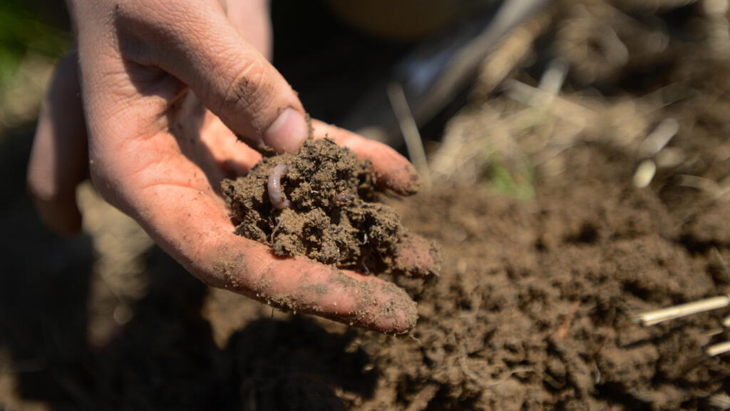 Le scanner développé par un chercheur français du Cirad permet d’observer les dynamiques ou les interactions entre des racines et des animaux, des racines et des champignons. (Image d'illustration)