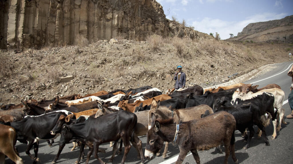 Un éleveur de bétail et son troupeau de vaches. (Image d'illustration)