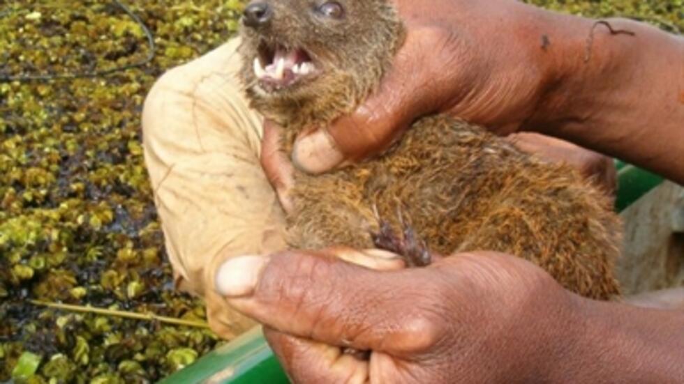 Une nouvelle espèce de mammifère découverte à Madagascar