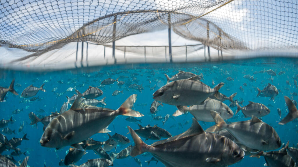 Exploitation aquacole en pleine mer. (Photo d'illustration)