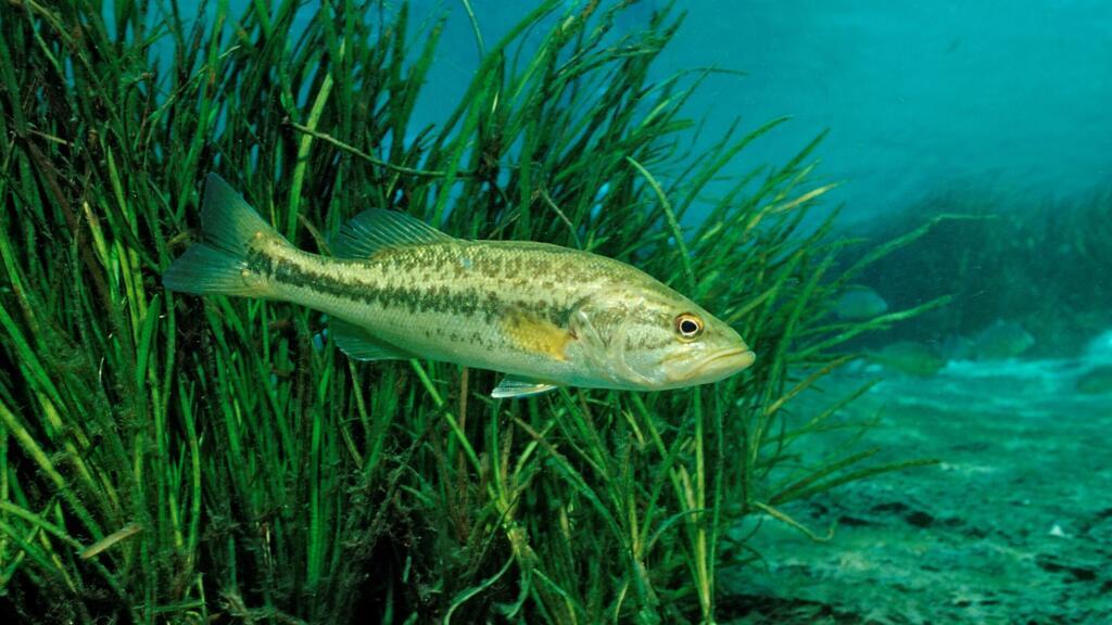 L'acidification des océans met en danger la biodiversité marine.