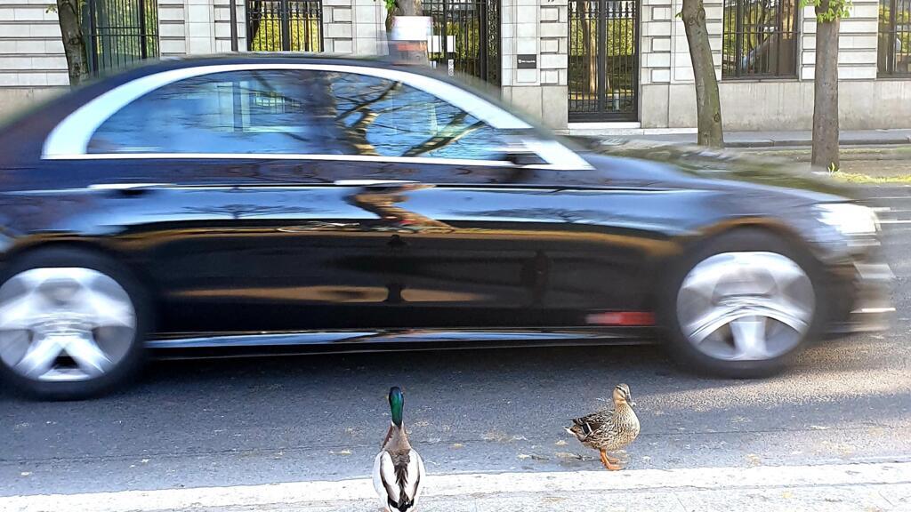 Des canards se baladent dans les rues de Paris, vides, lors du confinement.