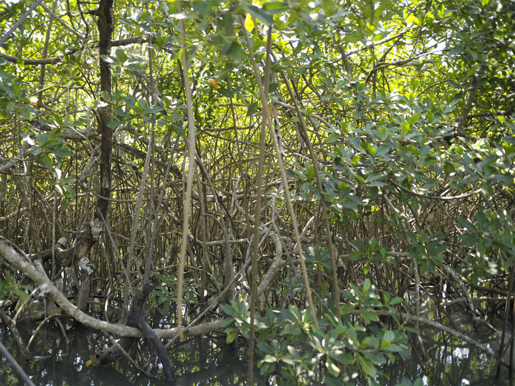 Le palétuvier, arbre caractéristique de la mangrove, peut pousser dans les milieux salins.