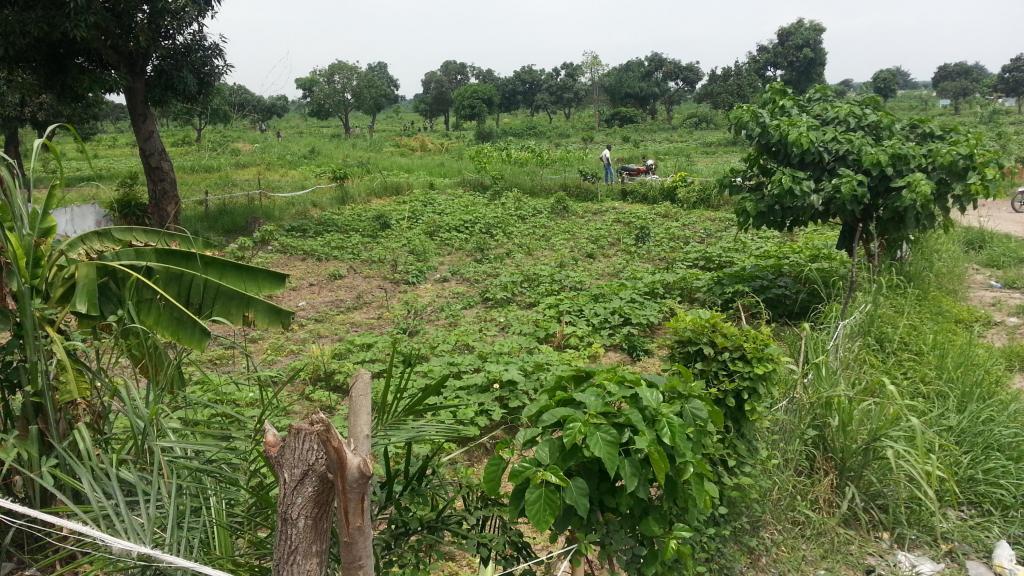 Périmètres maraichers dans la périphérie de la ville de Kinshasa en RDC.