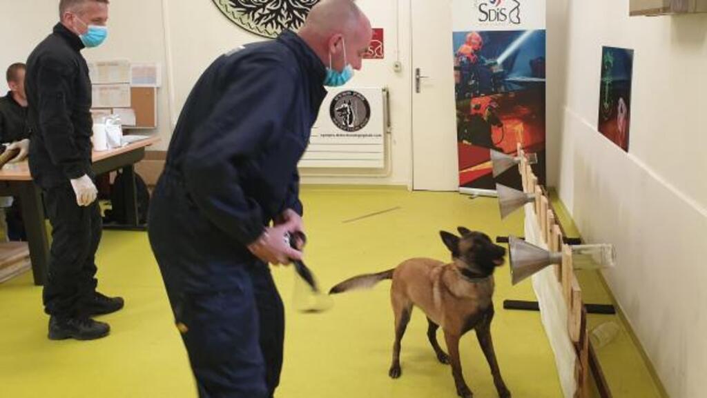 Des chiens renifleurs de Covid-19 : c’est le programme de recherche menée en France à l’Ecole vétérinaire d’Alfort ((EnvA) située à Maisons-Alfort, près de Paris.