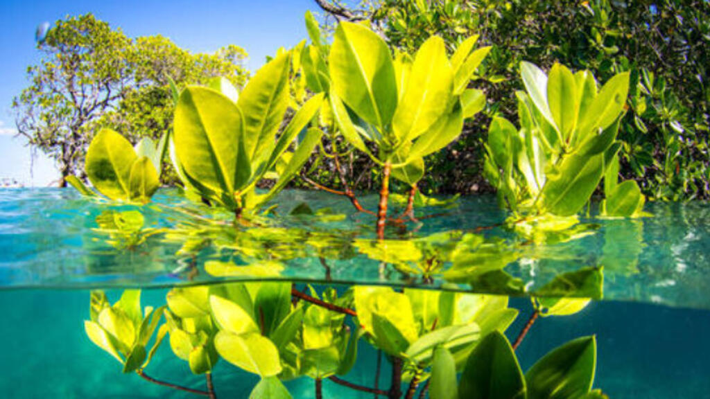 Ces forêts de palétuviers qui poussent dans l'eau saumâtre en Afrique de l'Ouest, en Amérique latine et en Asie font partie de ce qu'on appelle « le carbone bleu ». Des écosystèmes littoraux, avec de la végétation, qui absorbent et stockent le carbone.