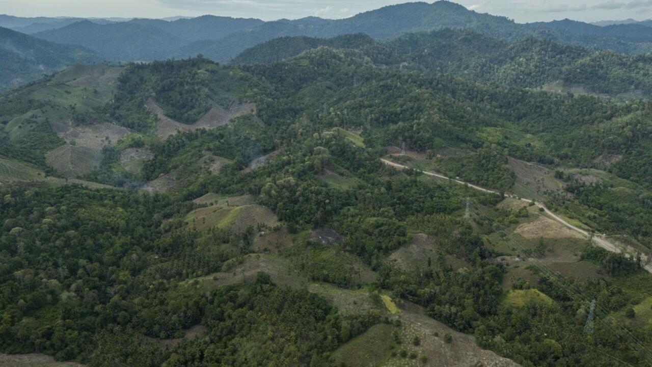 La déforestation mondiale s'est accélérée en 2024, éloignant l'objectif de l'éliminer d'ici à 2030