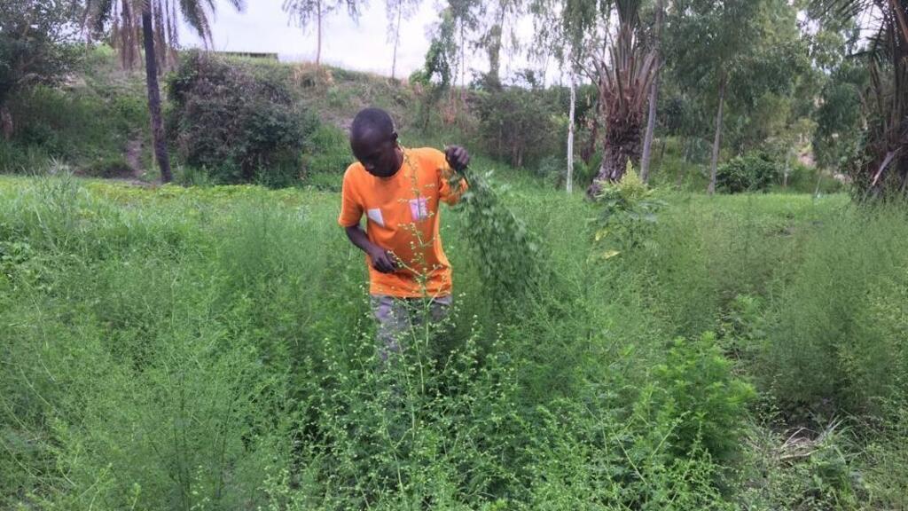 Une plantation d'Artimisia.