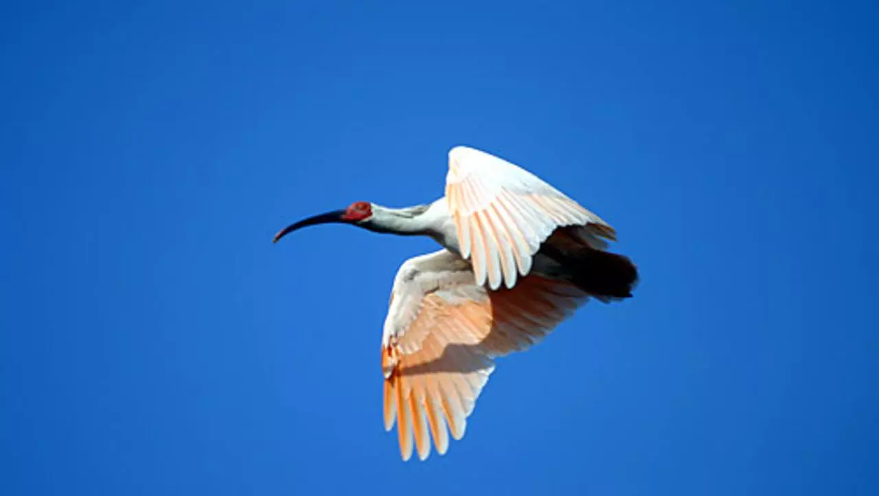 世界自然基金報告 中國稀珍動物越來越稀珍