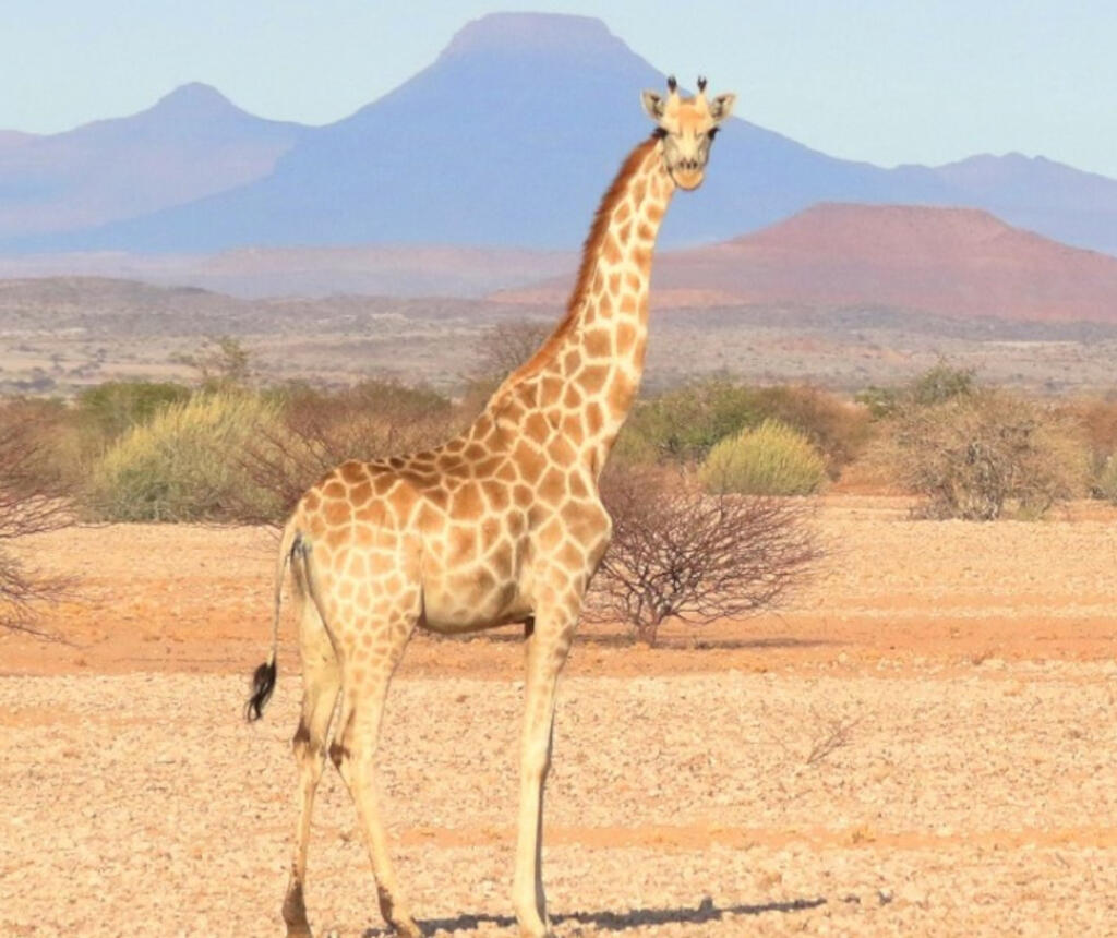La girafe du Sud dans le désert de Namibie.