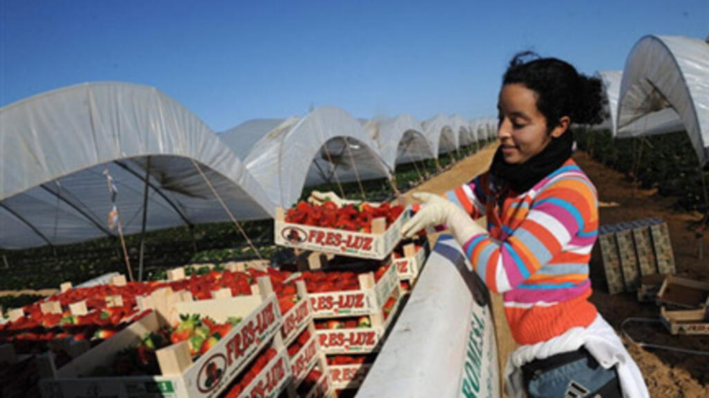 Une femme marocaine récolte des fraises à Huelva, en Espagne. (Image d'illustration).