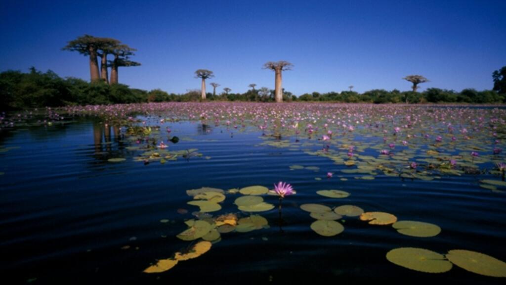 L’île de Madagascar a une biodiversité unique au monde (image d'illustration).