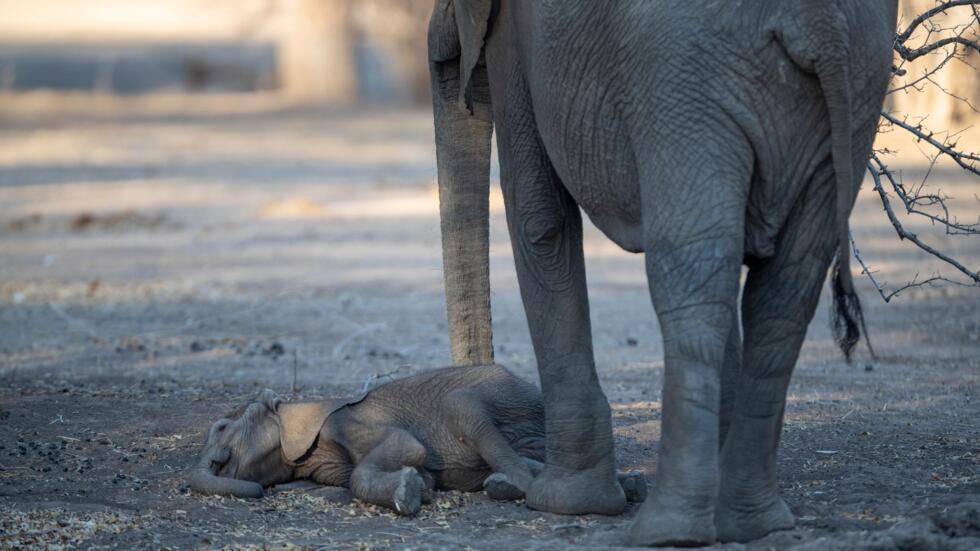 Le mystère des animaux face à la mort C