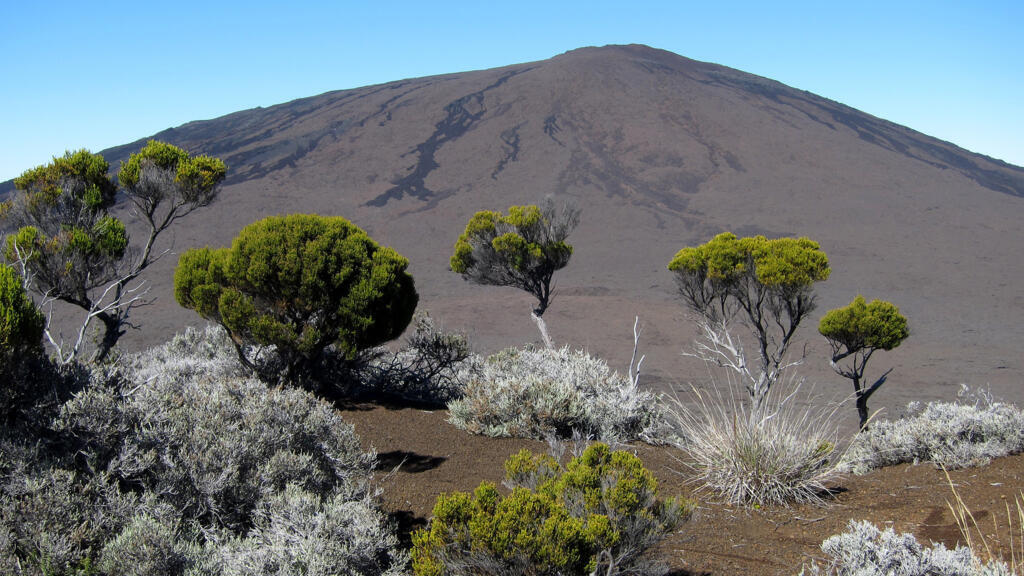 La flore de la Réunion est en danger. 41% des plantes à fleurs, des fougères ou des plantes alliées de l’île sont aujourd’hui menacées. (Image d'illustration)