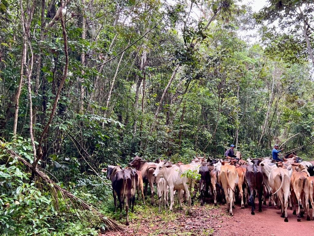 Gado é levado nos arredores da Floresta Nacional de Saracá-Taquera, no Pará.