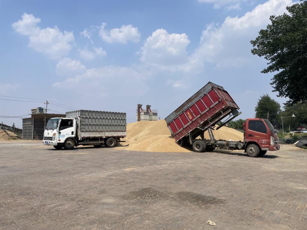 Les températures élevées qui frappent le nord de la Chine pourraient affecter les semis et la récolte d’automne.