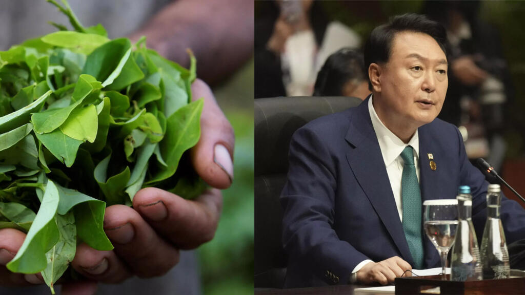 Feuilles de coca en Colombie le 30 octobre 2022 (Schneyder Mendoza/AFP) & Le président sud-coréen Yoon Suk-yeol (Tatan Syuflana/AFP).