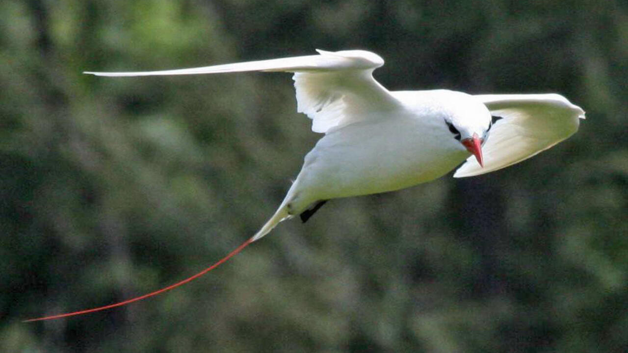 Madagascar des dizaines de paillesenqueue retrouvés mort sur l'île