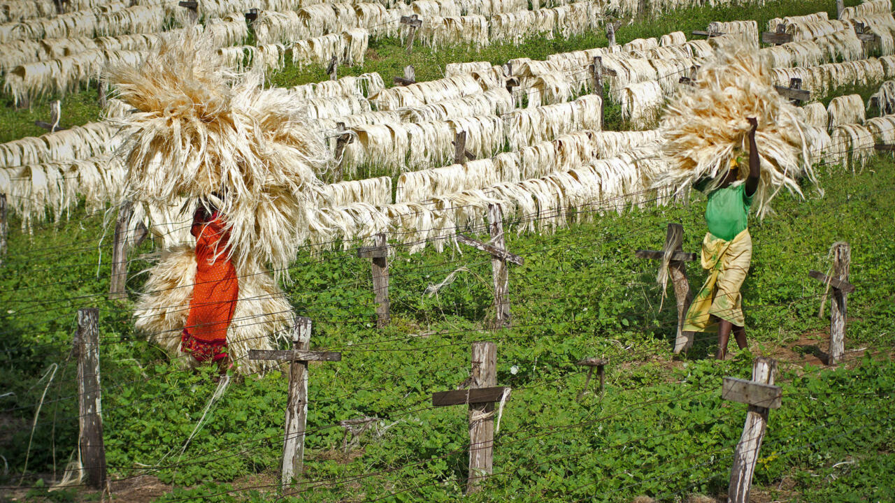 Le sisal, une fibre dure entrée dans le 21e siècle Chronique des