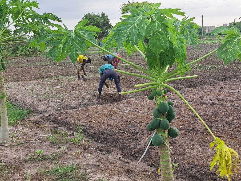 La zone maraîchère de Lendeng bénéficie du soutien de différents bailleurs dont l'AFD
