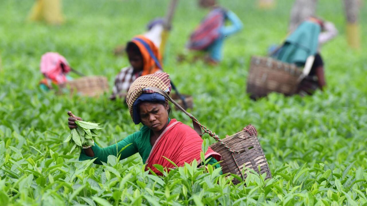 India hundreds of thousands of Assam tea pickers on indefinite strike
