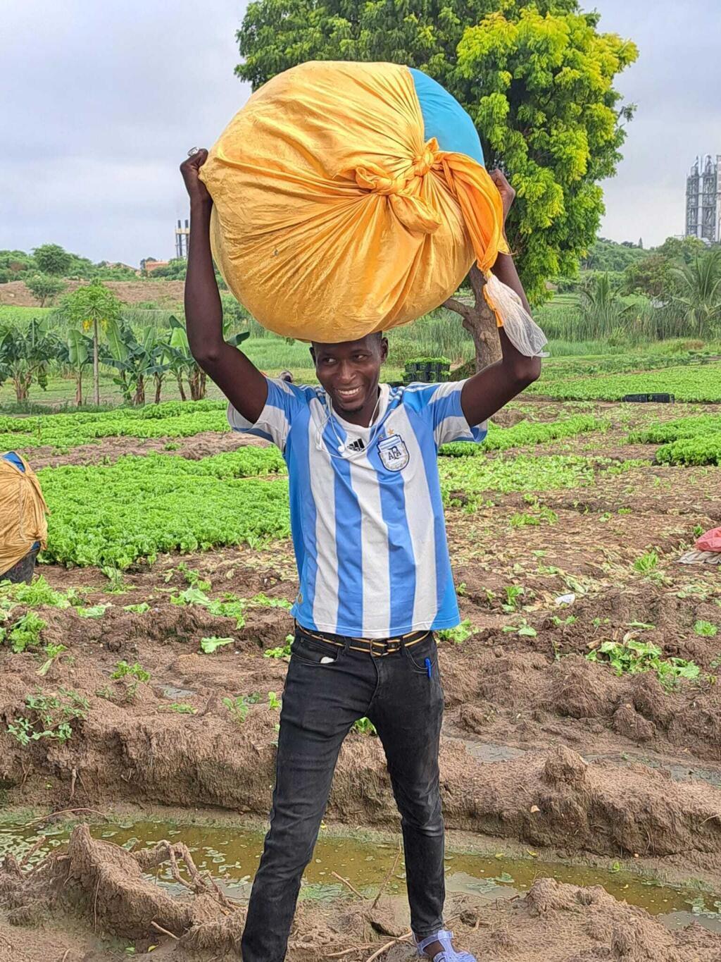 La laitue, première production de la zone maraîchère de Lendeng (Sénégal)