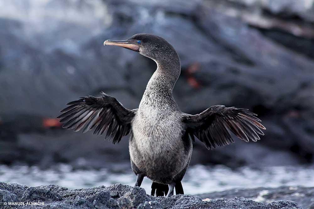 Le cormoran des Galapagos.