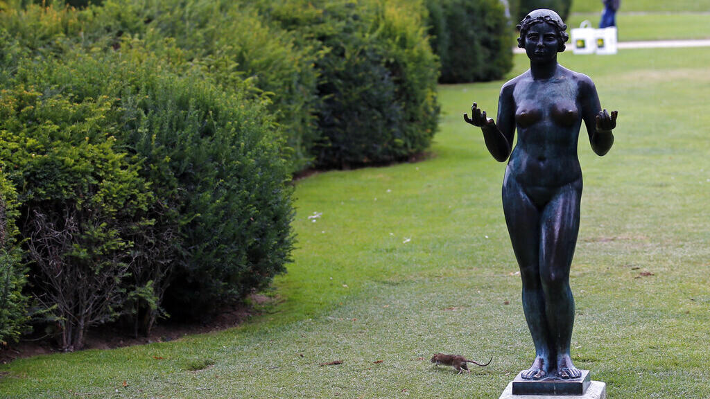 Um rato corre ao lado de uma estátua de Maillol nos jardins de Tuileries, em frente ao Museu do Louvre em Paris, França. (29 de julho de 2014)
