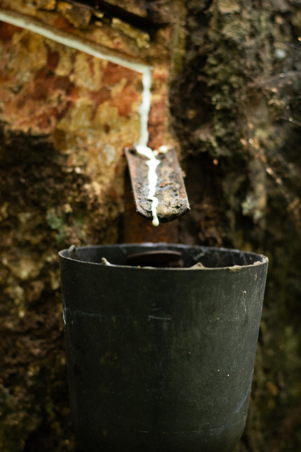 Látex, matéria-prima da borracha nativa, é extraído de seringueira nos arredores da Terra Indígena Koatinemo.