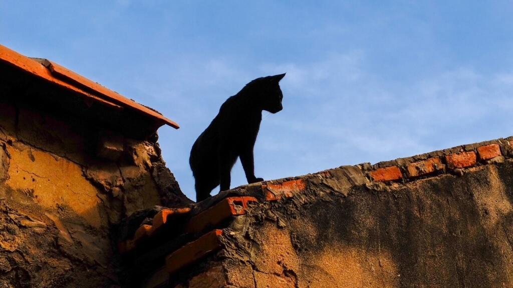 Chat sur un toit de la ville de Dakar, photographié par Romain Dubrac, réalisateur de 8 milliards de voisins.