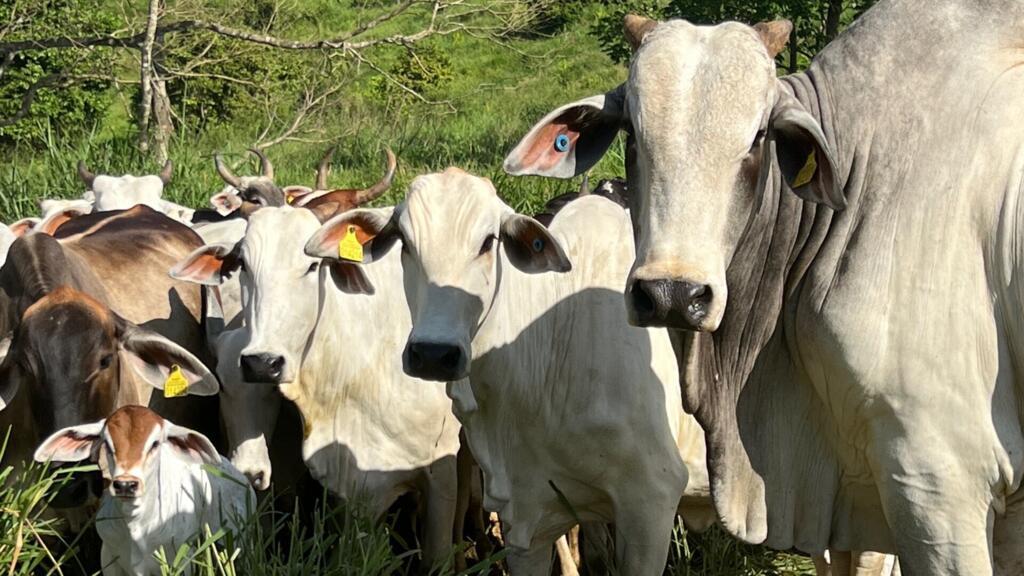Por meio de "brinco" colocado na orelha do gado, é possível acompanhar o trânsito dos animais do nascimento até o abate.