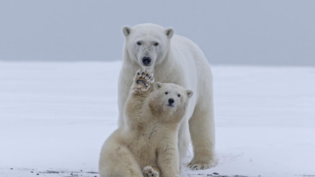 Une mère avec son petit de le long d'une île-barrière à l'extérieur de Kaktovik en Alaska. Chaque automne, les ours polaires se rassemblent près de Kaktovik, à la limite nord de l'ANWR ( Arctic National Wildlife Refuge).