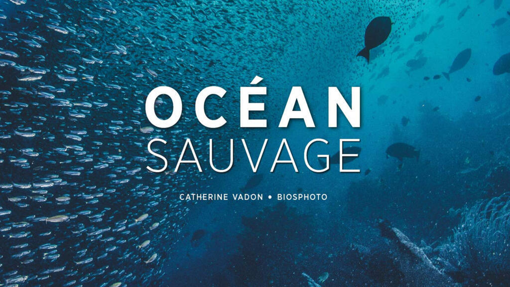 Couverture de l'ouvrage Océan Sauvage (Glénat).