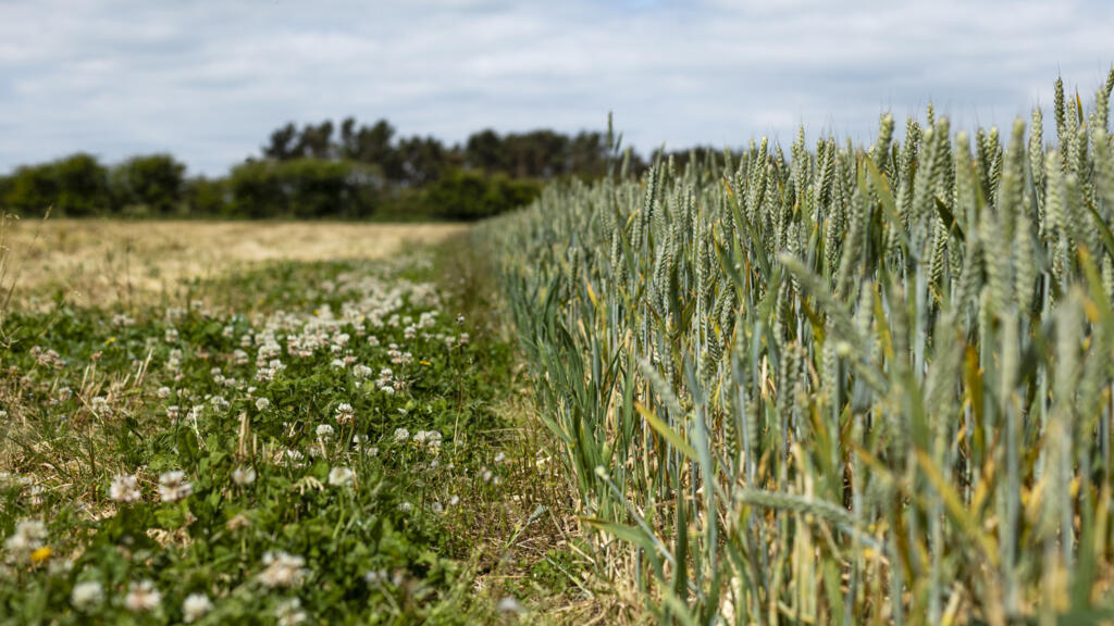 Royaume-Uni: «Malgré les réglementations, nous échouons à protéger les écosystèmes vitaux»