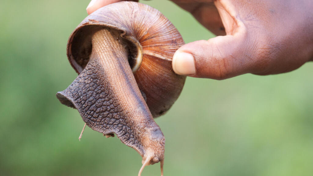Un escargot géant africain.