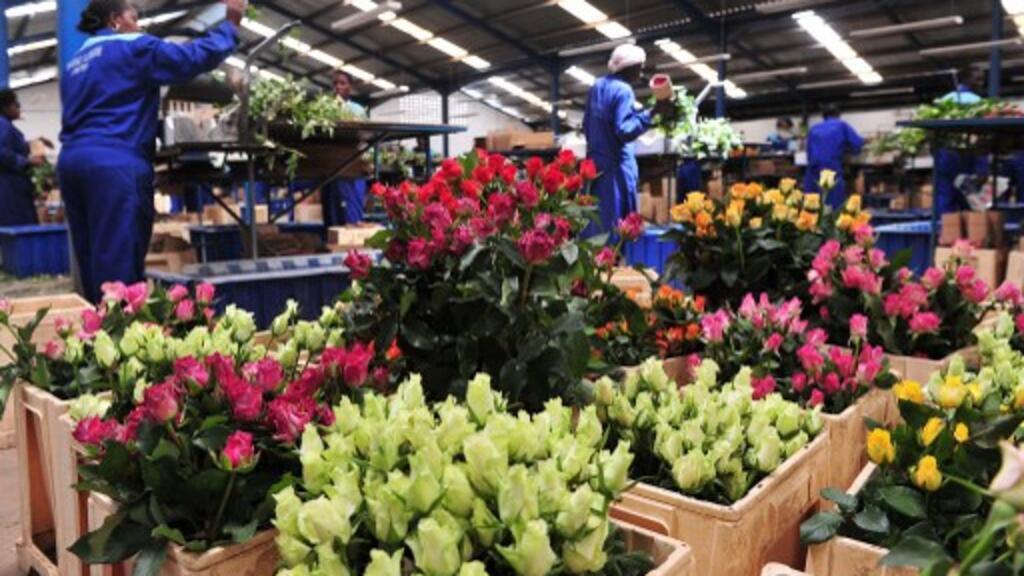 Les employés de la ferme Maridaidi à Naivasha au Kenya préparent les roses destinées à l’exportation en Europe. Le Kenya est le principal fournisseur de fleurs coupées au marché de l’Union européenne, avec 18% des exportations vendues au Royaume-Uni.