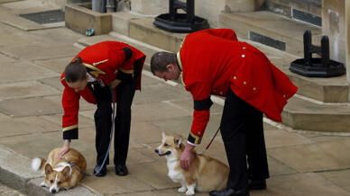 Les corgis d'Elizabeth II, Muick et Sandy, attendent l'arrivée du convoi au château de Windsor.