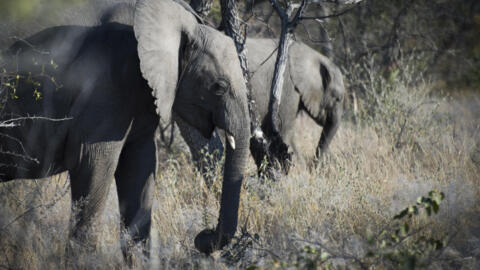 Elephants at Halali in Etosha National Park in Namibia.