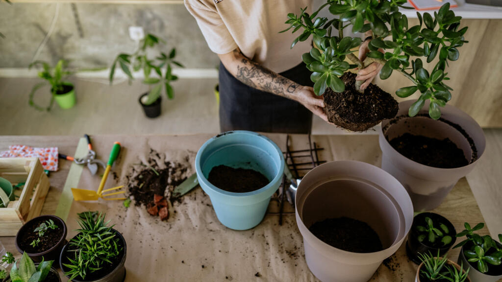 Pourquoi les plantes sont sensibles par nature ?