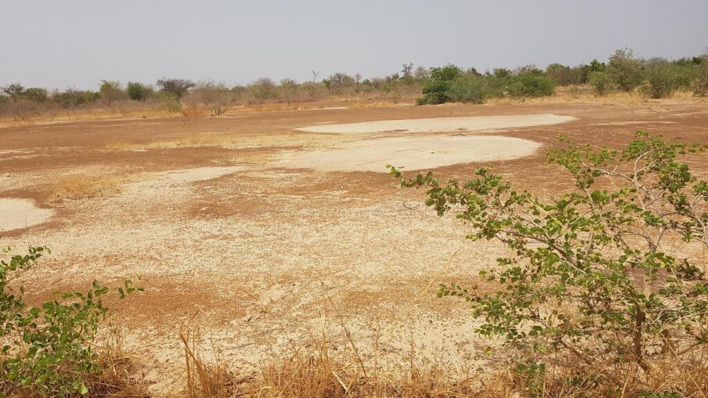 Un « Zii pélé », une terre blanche, dans le Plateau central au Burkina Faso. Il s'agit d'une terre complètement déminéralisée et encroûtée, impropre à l’agriculture.
